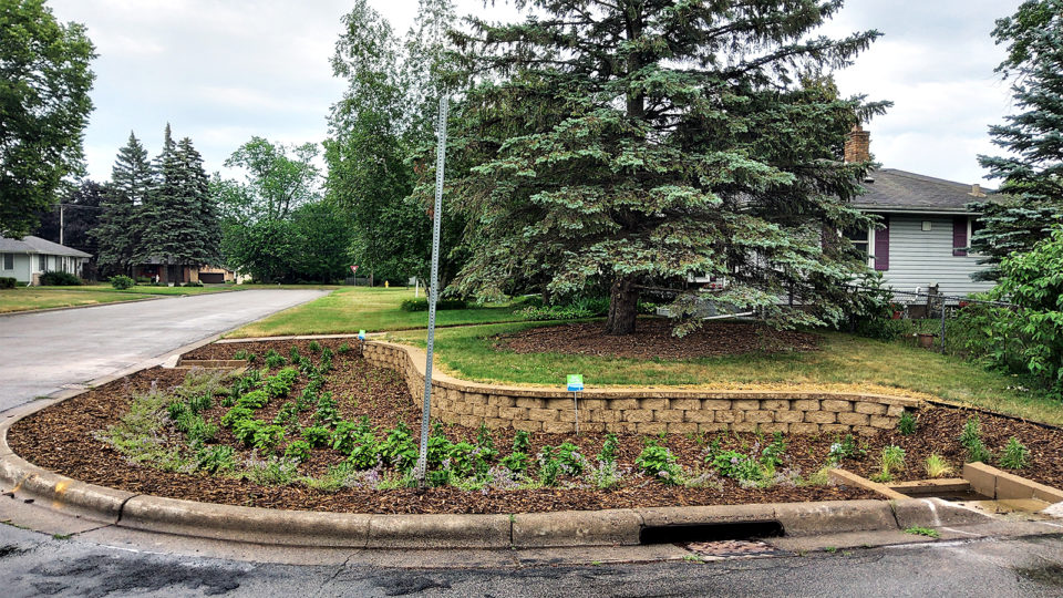 A large rain garden fills the curved corner of a residential intersection with a break in the curb at both ends of the garden and a storm drain to the right of the center. A low, stone retaining wall separates the garden from the grassy yard behind it. The garden has rows of green native plants surrounded by mulch. The sky is cloudy and the street and garden are wet from rain. 