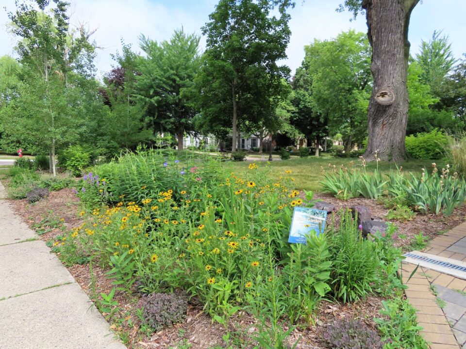 A vibrant rain garden with yellow flowers and assorted native plants bordered by a sidewalk and a brick paved driveway with a drain grate leading to the garden. A sign in the middle of the garden says, “Rain Garden.