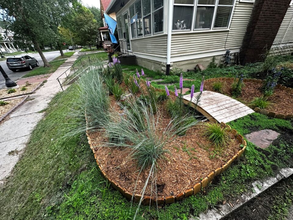 A front yard of a house has a curved rain garden with spiky purple flowers and ornamental grasses surrounded by brown mulch. A small wooden bridge pathway cuts through the garden. In the background the yard with bright green turf grass slopes steeply to the sidewalk and boulevard. 