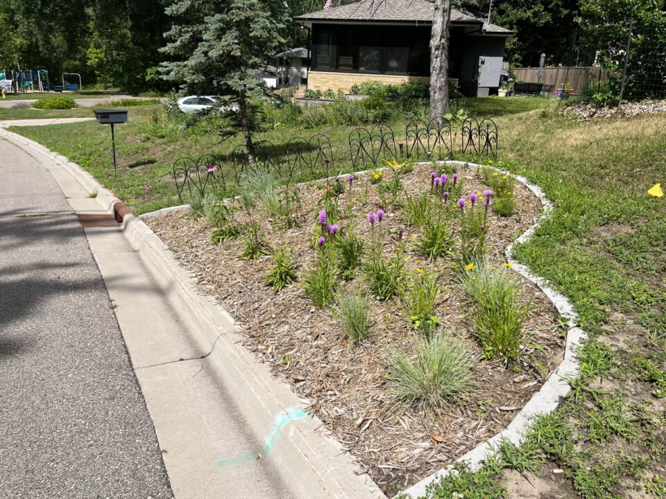 A well-maintained garden bordered by a winding stone border and decorative metal fence has green shrubs and several large, spiky pink and purple flowers surrounded by mulch. The garden is adjacent to a residential street with a mailbox, houses, and a driveway in the background.