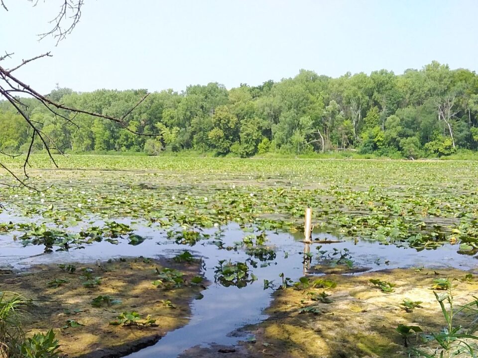 Crosby Lake is covered with green lily pads with a lake level gauge showing low water levels along a muddy shore. In the background, dense trees line the far shore under a clear blue sky. 