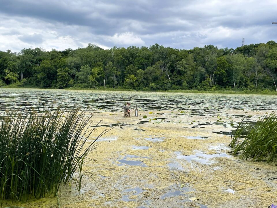 A person wearing waders and a life vest stands in waist-high water next to a level gauge in a lake covered with lily pads and algae under a cloudy sky. 