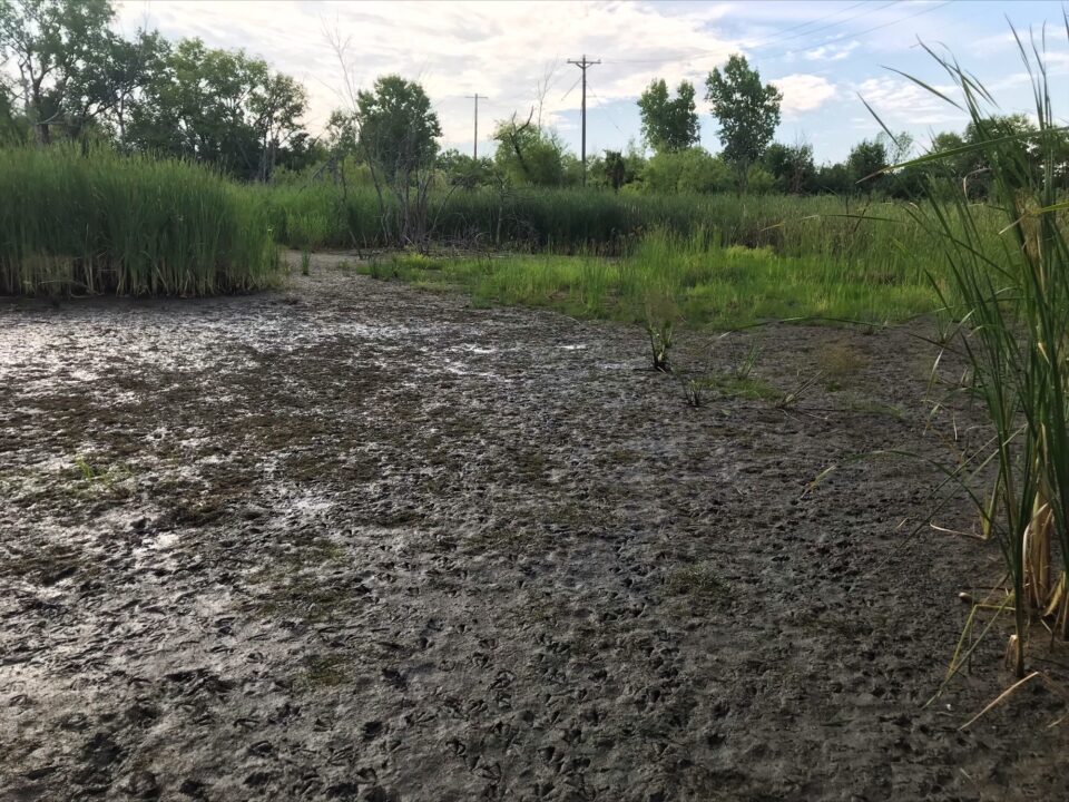 Muddy ground of a dried wetland pond showing tracks from waterfowl and other wildlife surrounded by lush green grasses on the sides. 