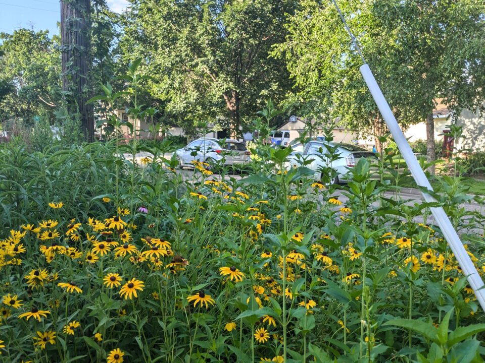 A vibrant boulevard garden filled with yellow cone-flowers and green foliage throughout. In the background, residential street view can be seen, including parked cars and houses amidst lush trees.