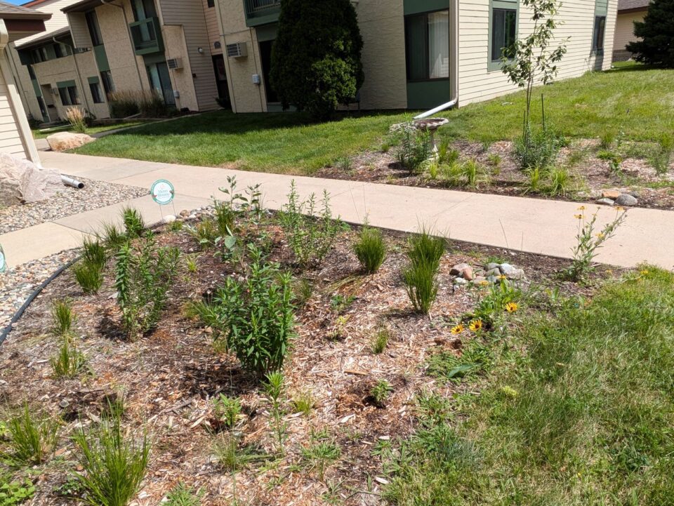 Two rain gardens on both sides of a sidewalk in front of townhomes. The mulched gardens have young trees, native plants and blooming yellow petaled flowers with dark brown centers.