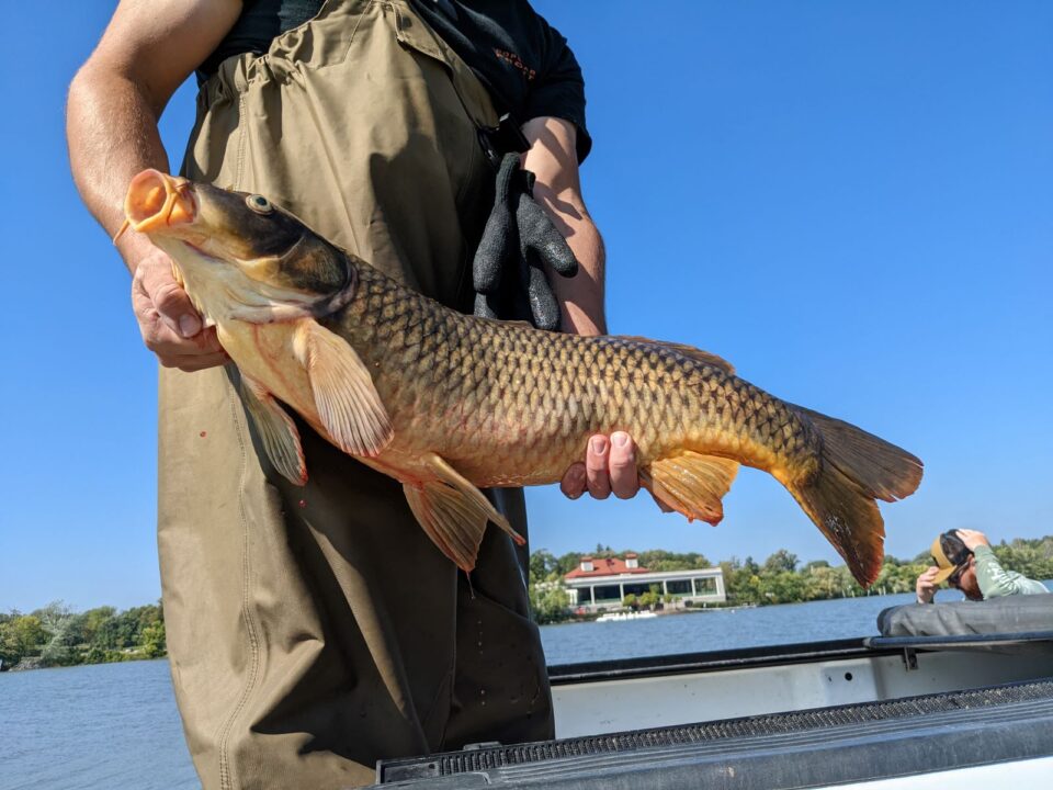 A person wearing waders holds a common carp, a large brown fish with bulging eyes and a round mouth. The person is standing in a boat on Como Lake under a clear blue sky. 