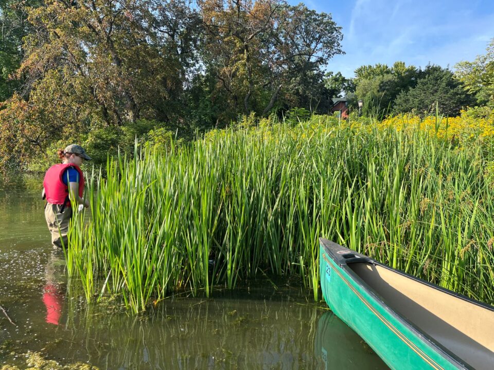 A person standing in a lake near the shoreline, surrounded by tall green reeds with a green canoe nearby. They are wearing waders and a red life vest.