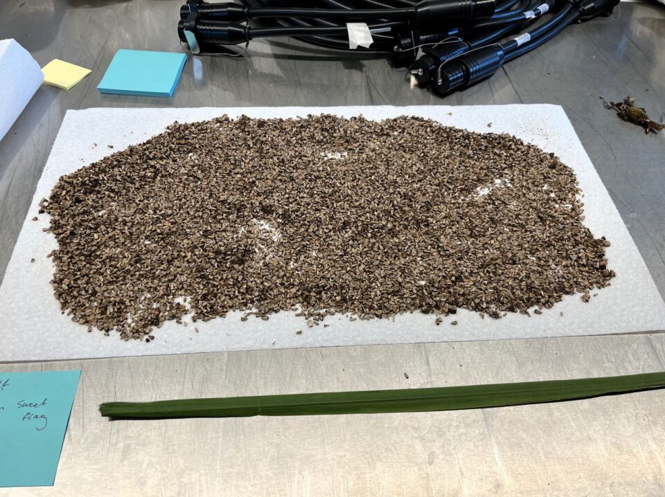 A large pile of small brown seeds spread out on a paper towel on a metal workspace. A long green reed is lying in front of the pile and a handwritten square sticky note next to it reads 