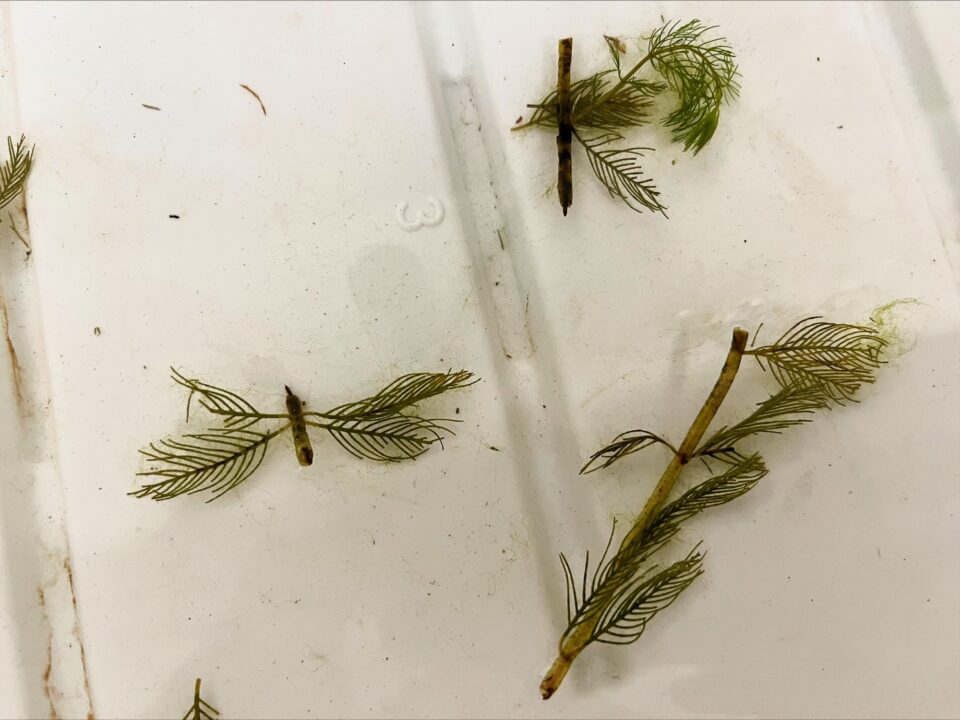 Three sprigs of frilly, green aquatic plants with featherlike leaves radiating from a thin, light brown stem. The sprigs are laying on a white plastic tray. 