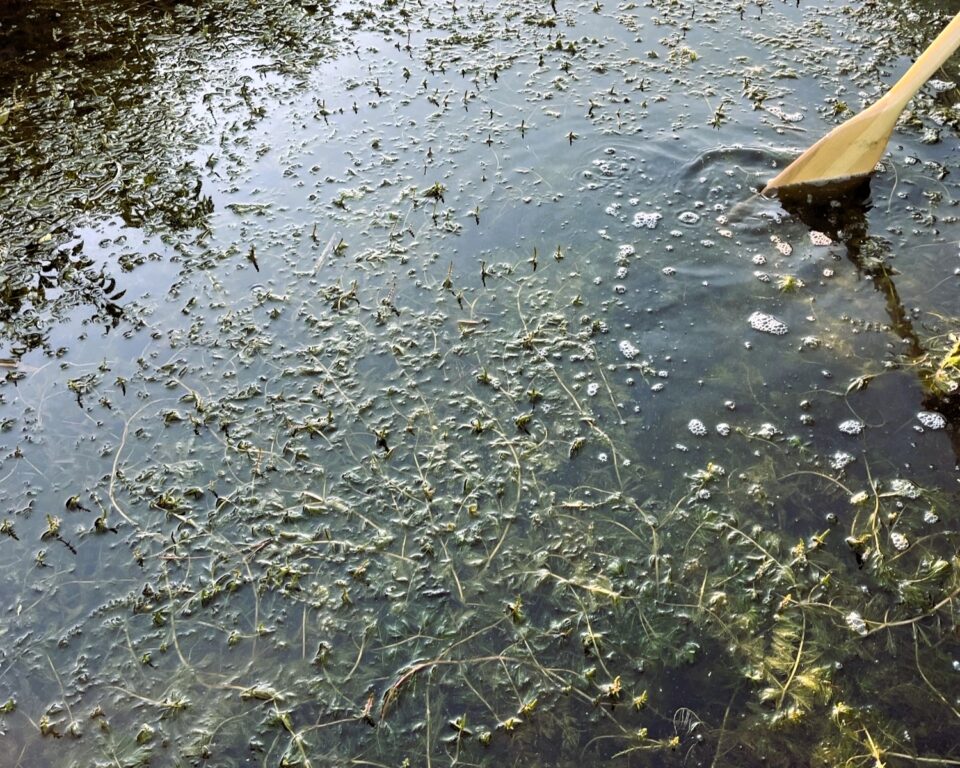 A canoe paddle extends into a lake with submerged aquatic plants crowding the lake surface. 