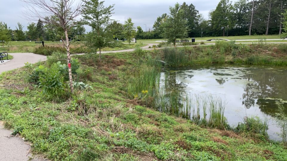 A small, tranquil pond reflecting the reeds and small trees surrounding it, with paved walkways in the background.  