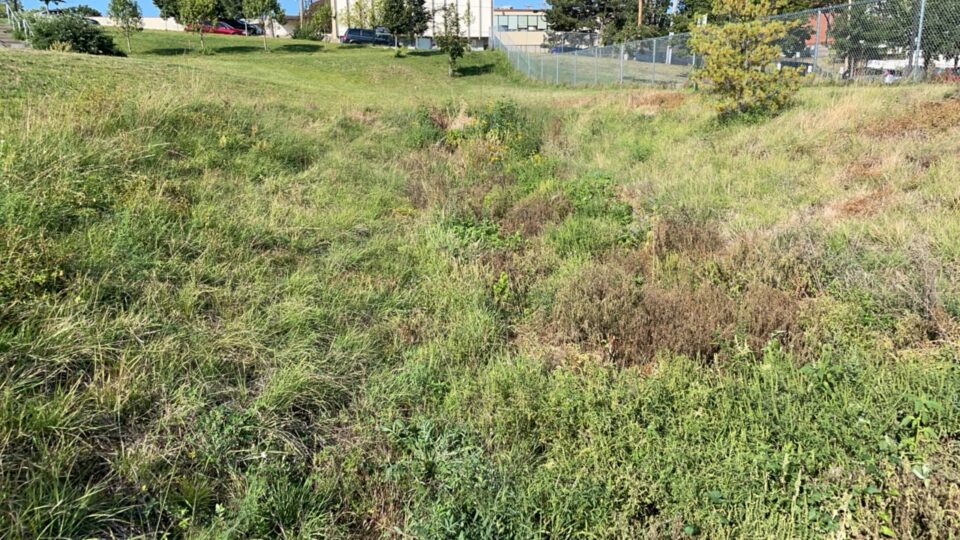 A large rain garden basin overgrown with weeds, with a parking lot and buildings in the background.  