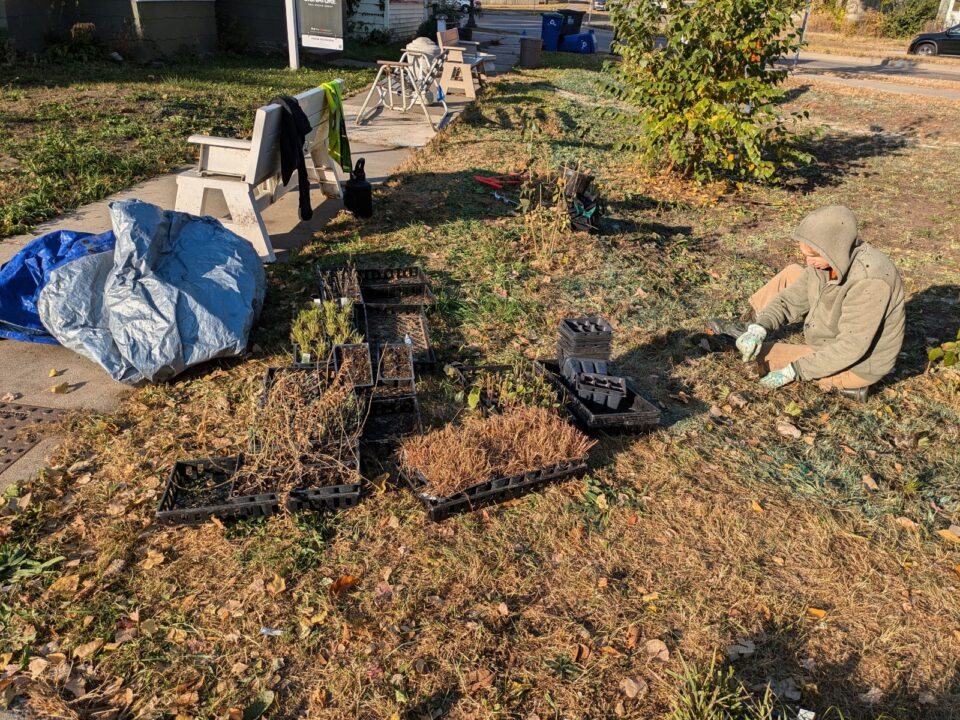 A person wearing garden gloves and work clothes is sitting on the ground to plant a seedling. Next to them are several trays of seedlings and stacks of empty seedling packs on a sunny lawn along a sidewalk lined with an assortment of benches and lawn chairs. 