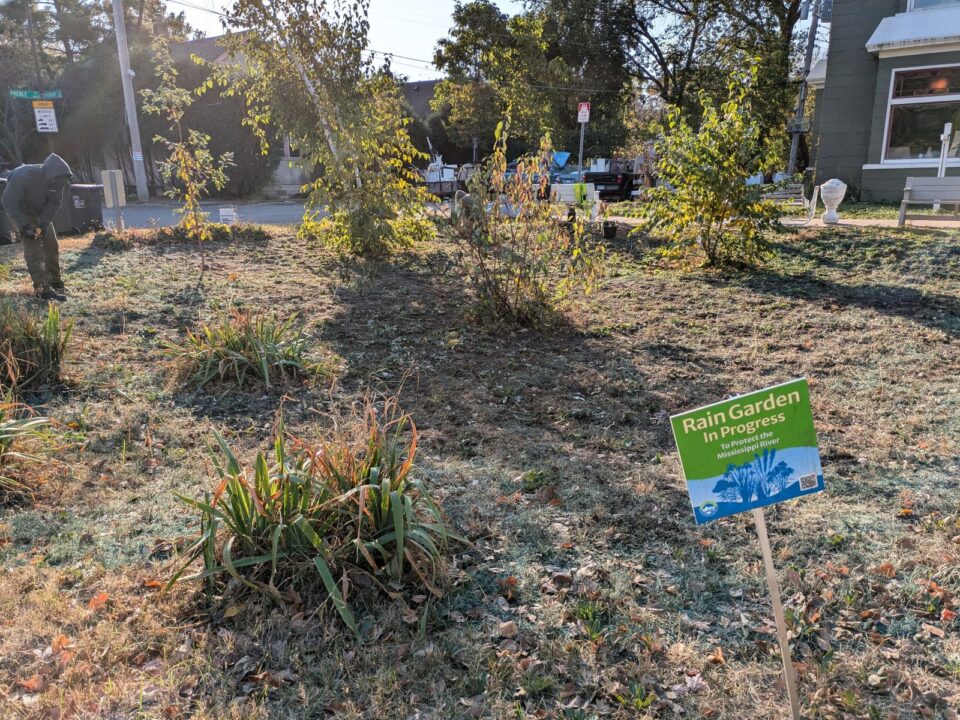 A sunny, grassy area with scattered clumps of plants, bushes and small trees, and a small sign that reads “Rain Garden In Progress to Protect the Mississippi River”.  A street, parked cars, and houses are in the background.