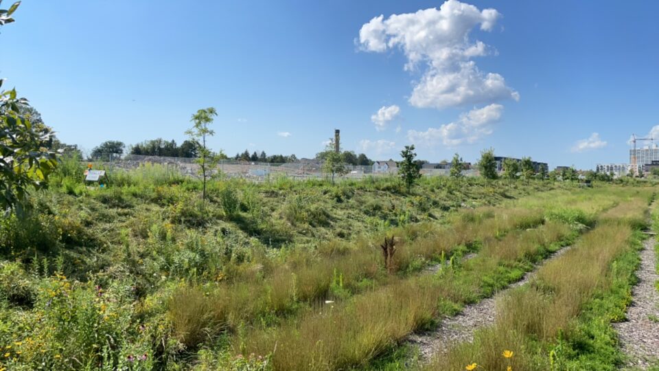 An expansive basin with woodchips between long rows of tall grasses, wildflowers and young trees under a clear sky.  